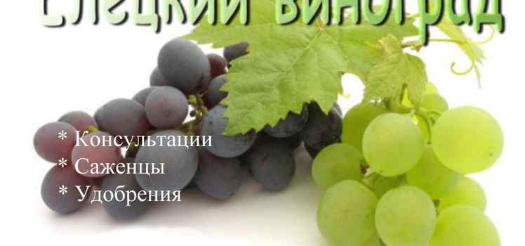 Питомник Елецкий виноград