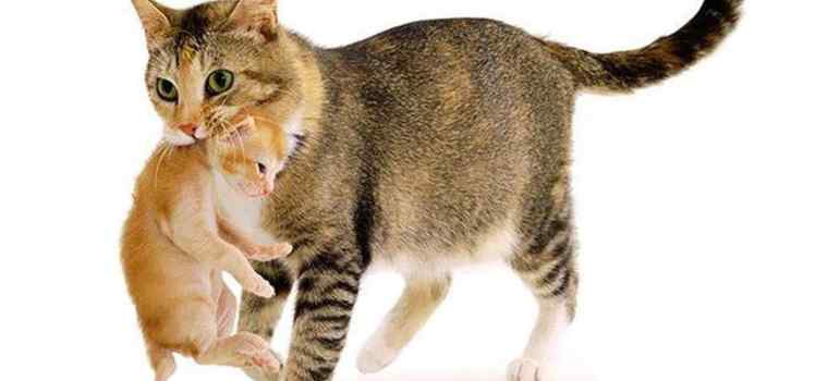 Компания АвтоМама