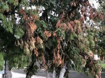 ТД Раздолье