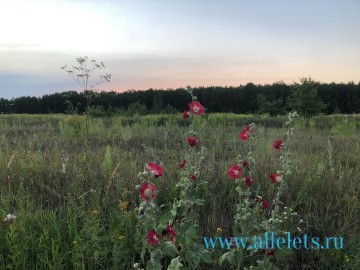 ТД Раздолье