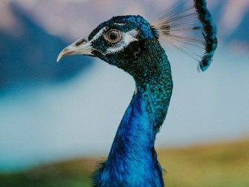 ТД Раздолье