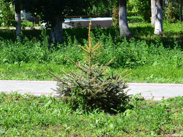 Городской парк