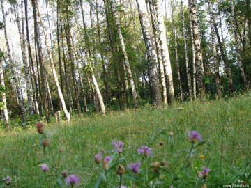 Парк Сорокалетия Октября