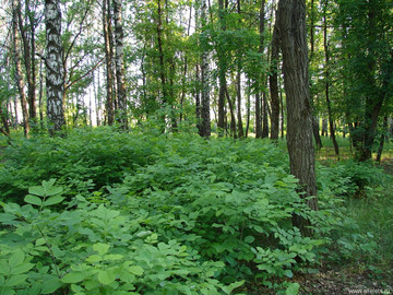 Парк Сорокалетия Октября