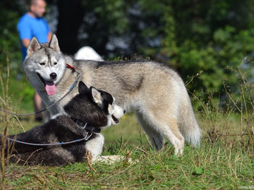 ТД Раздолье