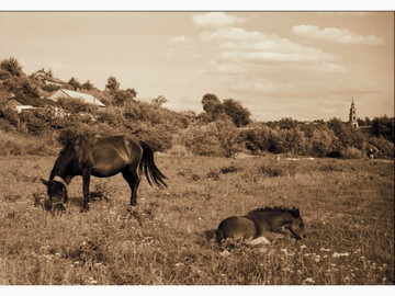 ТД Раздолье