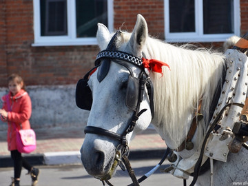ТД Раздолье