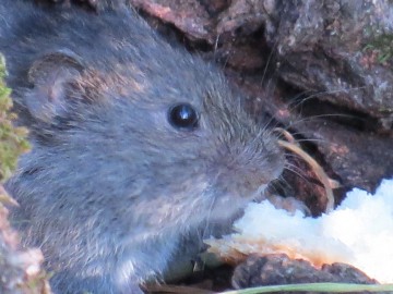 ТД Раздолье