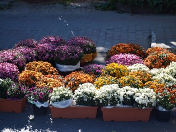 ТД Раздолье